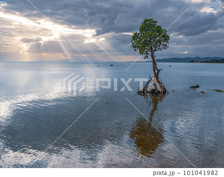 名蔵湾の1本マングローブ 101041982