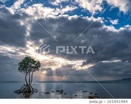 名蔵湾の1本マングローブ 101041984