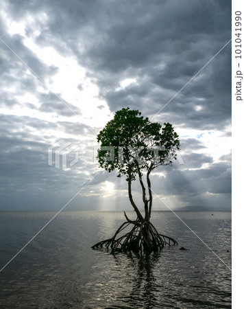 名蔵湾の1本マングローブ 101041990