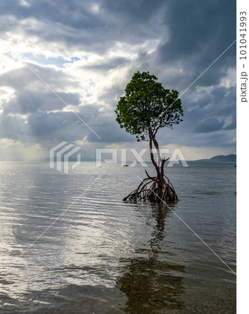 名蔵湾の1本マングローブ 名蔵湾の1本マングローブ 101041993