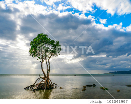 名蔵湾の1本マングローブ 名蔵湾の1本マングローブ 101041997