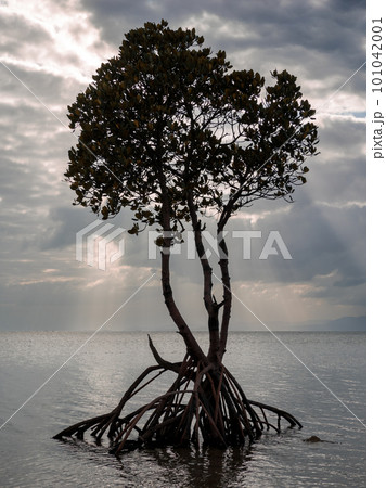 名蔵湾の1本マングローブ 名蔵湾の1本マングローブ 101042001