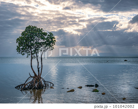 名蔵湾の1本マングローブ 101042002