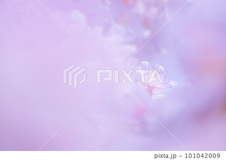 ふんわりした桜のイメージ 101042009