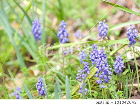 青紫色のオオルリムスカリの花 101042045