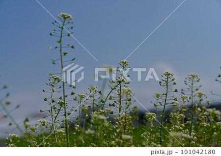 青空に映えるぺんぺん草 101042180