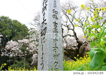 吉高の大桜と菜の花　山桜 (ヤマザクラ)　千葉県印西市吉高　天然記念物指定　樹齢300年超の一本桜  101042189