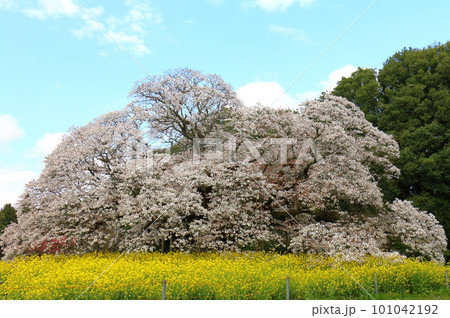 吉高の大桜と菜の花 山桜 (ヤマザクラ) 千葉県印西市吉高 天然記念物指定 樹齢300年超の一本桜 吉高の大桜と菜の花 山桜 (ヤマザクラ) 千葉県印西市吉高 天然記念物指定 樹齢300年超の一本桜 101042192