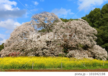 吉高の大桜と菜の花　山桜 (ヤマザクラ)　千葉県印西市吉高　天然記念物指定　樹齢300年超の一本桜  101042198