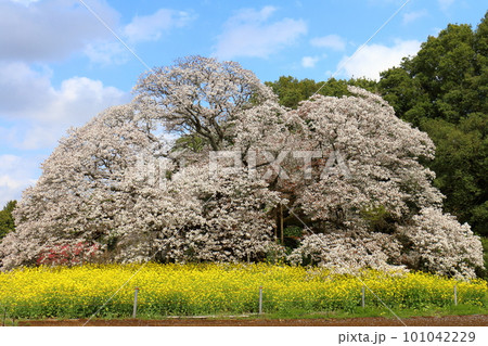 吉高の大桜と菜の花 山桜 (ヤマザクラ) 千葉県印西市吉高 天然記念物指定 樹齢300年超の一本桜 吉高の大桜と菜の花 山桜 (ヤマザクラ) 千葉県印西市吉高 天然記念物指定 樹齢300年超の一本桜 101042229