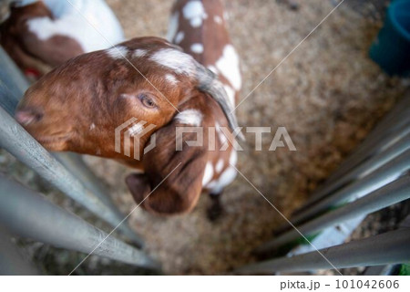 High angle closeup of boer goat profile in agricultural fair pen 101042606