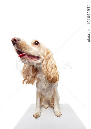 Studio fish-eye image of beautiful dog's muzzle, english cocker spaniel looking at camera against white background. Studio fish-eye image of beautiful dog's muzzle, english cocker spaniel looking at camera against white background. 101042954