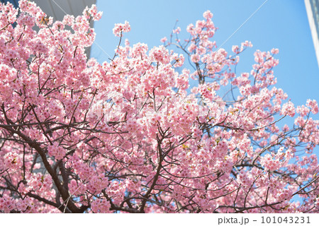 都心の満開の桜のイメージ 都心の満開の桜のイメージ 101043231