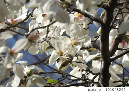 春、満開の辛夷の花 春、満開の辛夷の花 101043265