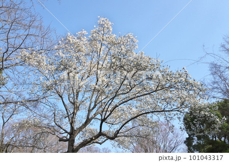 春、青空に映える満開の辛夷の花 春、青空に映える満開の辛夷の花 101043317
