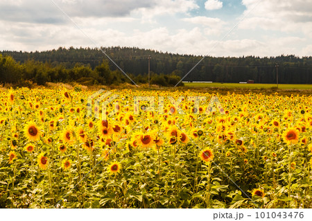 Field of blooming sunflowers on a background of blue sky, Finland Field of blooming sunflowers on a background of blue sky, Finland 101043476