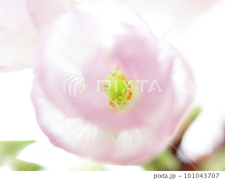 桜 開花した旭山桜 桜 開花した旭山桜 101043707