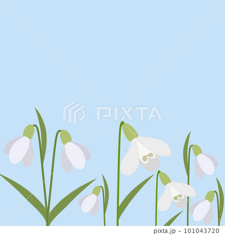 Background of snowdrops. The first spring flowers. Delicate snowdrop flowers for your design.Vector illustration. 101043720