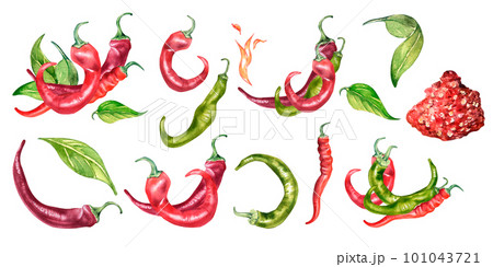 Set of red, green chili peppers watercolor illustration isolated on white background. Set of red, green chili peppers watercolor illustration isolated on white background. 101043721
