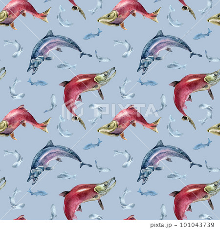 Seamless pattern of salmon, coho, chum watercolor illustration isolated on blue. Seamless pattern of salmon, coho, chum watercolor illustration isolated on blue. 101043739