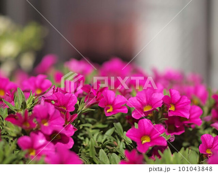 ピンク色のペチュニアの花 ピンク色のペチュニアの花 101043848