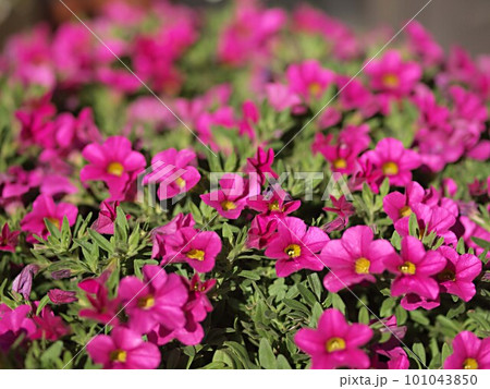 ピンク色のペチュニアの花 ピンク色のペチュニアの花 101043850