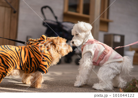 向かい合う2匹の犬 101044122