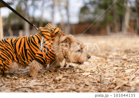虎の服を着て散歩するノーフォークテリア 101044135