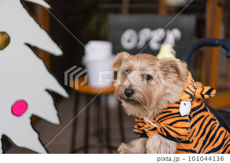 虎の服を着ているノーフォークテリア 虎の服を着ているノーフォークテリア 101044136