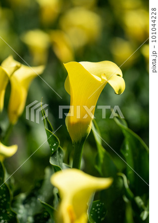 クワズイモ 黄色 イエロー 101044228