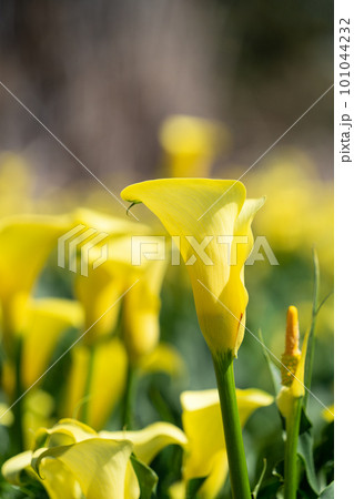 クワズイモ 黄色 イエロー 101044232