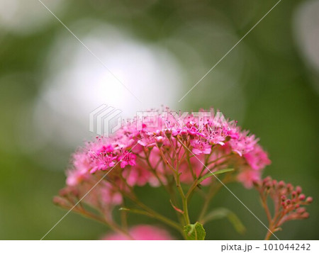 シモツケの花のアップとコピースペース シモツケの花のアップとコピースペース 101044242