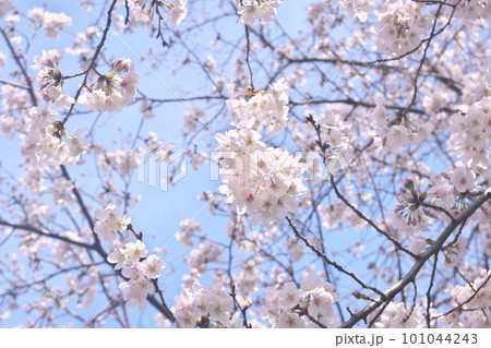 青空に映える満開の桜・ソメイヨシノ・千本桜 101044243