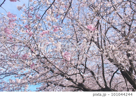 青空に映える満開の桜・ソメイヨシノ・手前に八重紅垂れ 101044244