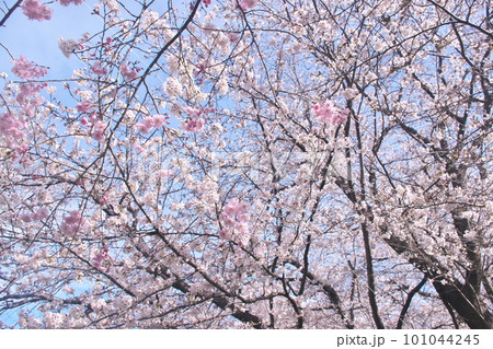 青空に映える満開の桜・ソメイヨシノ・手前に八重紅垂れ 青空に映える満開の桜・ソメイヨシノ・手前に八重紅垂れ 101044245
