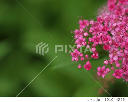 シモツケの花のアップとコピースペース 101044246