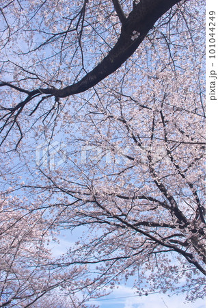 青空に映える満開の桜・ソメイヨシノ 青空に映える満開の桜・ソメイヨシノ 101044249