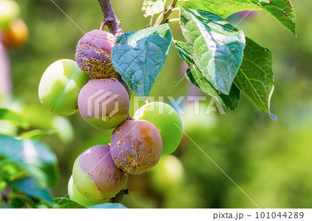 Clasterosporium. Fungal disease of plums Clasterosporium. Fungal disease of plums 101044289
