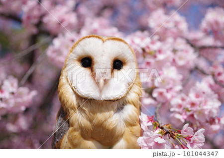 桜の花に止まるフクロウ 101044347