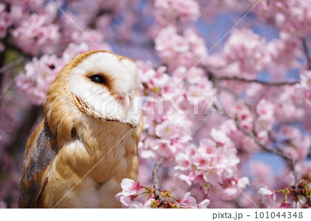 桜の花に止まるフクロウ 101044348