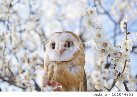 桜の花に止まるフクロウ 桜の花に止まるフクロウ 101044353