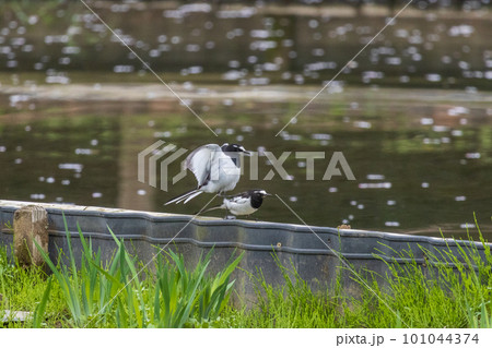 春のセグロセキレイ 春のセグロセキレイ 101044374