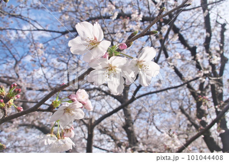 満開の桜・ソメイヨシノのクローズアップ 満開の桜・ソメイヨシノのクローズアップ 101044408