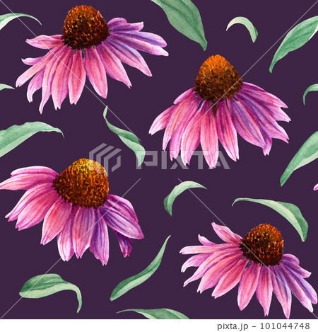 Seamlesss pattern with herb flower Coneflower, Echinacea. Watercolor illustration isolated on dark backgroun Seamlesss pattern with herb flower Coneflower, Echinacea. Watercolor illustration isolated on dark backgroun 101044748