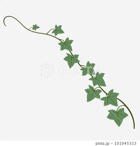 Floral ivy drawing decorative ornament flat design. Floral ivy drawing decorative ornament flat design. 101045313