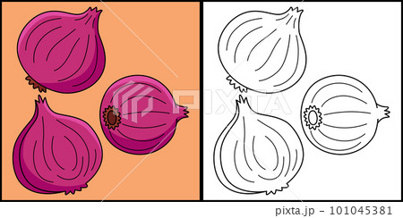 Onion Vegetable Coloring Page Colored Illustration 101045381