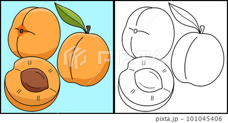 Apricot Fruit Coloring Page Colored Illustration Apricot Fruit Coloring Page Colored Illustration 101045406