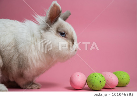 Easter Bunny on a pink background with colorful painted eggs. 101046393