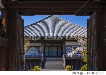 京都大雲院の総門　その先に見える桜と風情ある景色 101046523