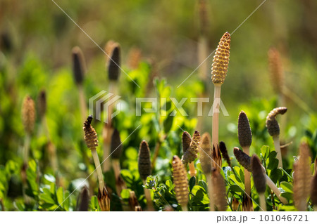 春のつくしが元気よく 春のつくしが元気よく 101046721